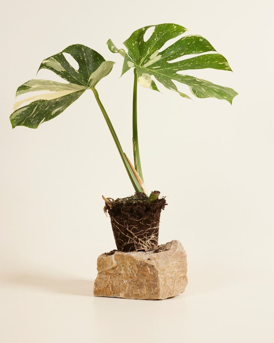 Monstera Thai Constellation