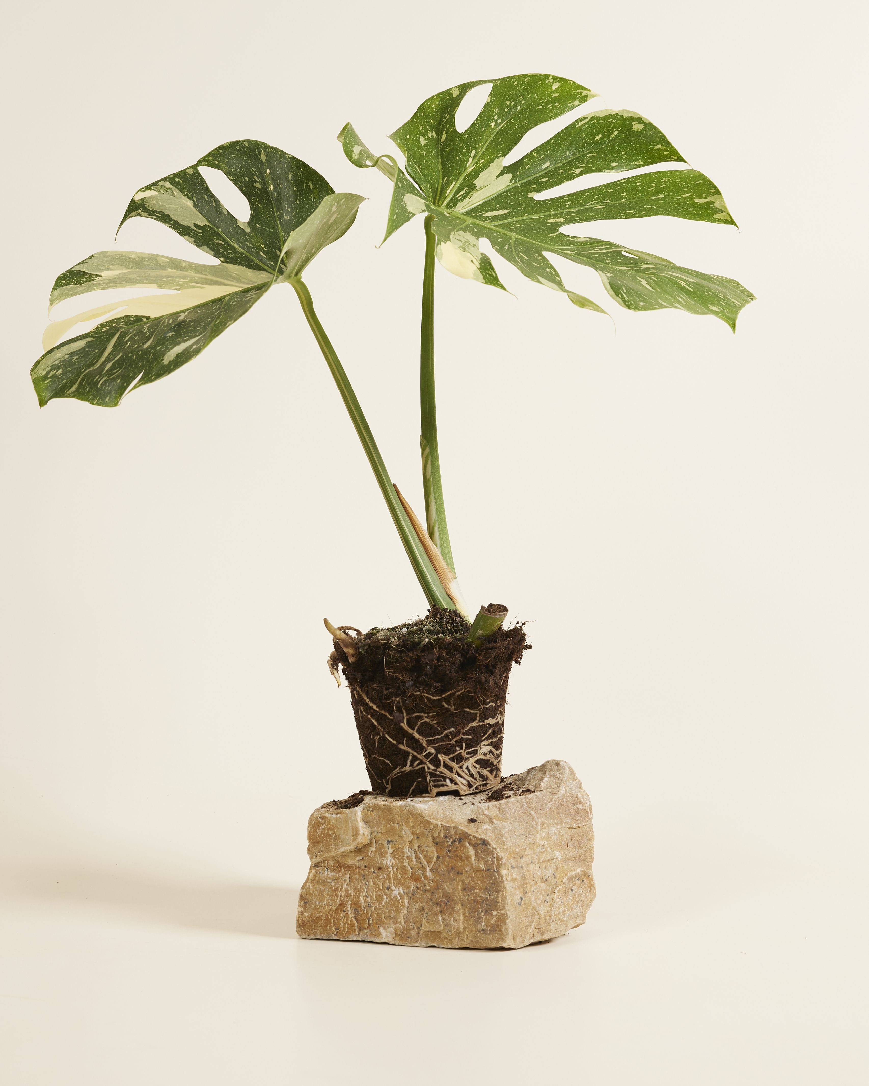 Monstera Thai Constellation