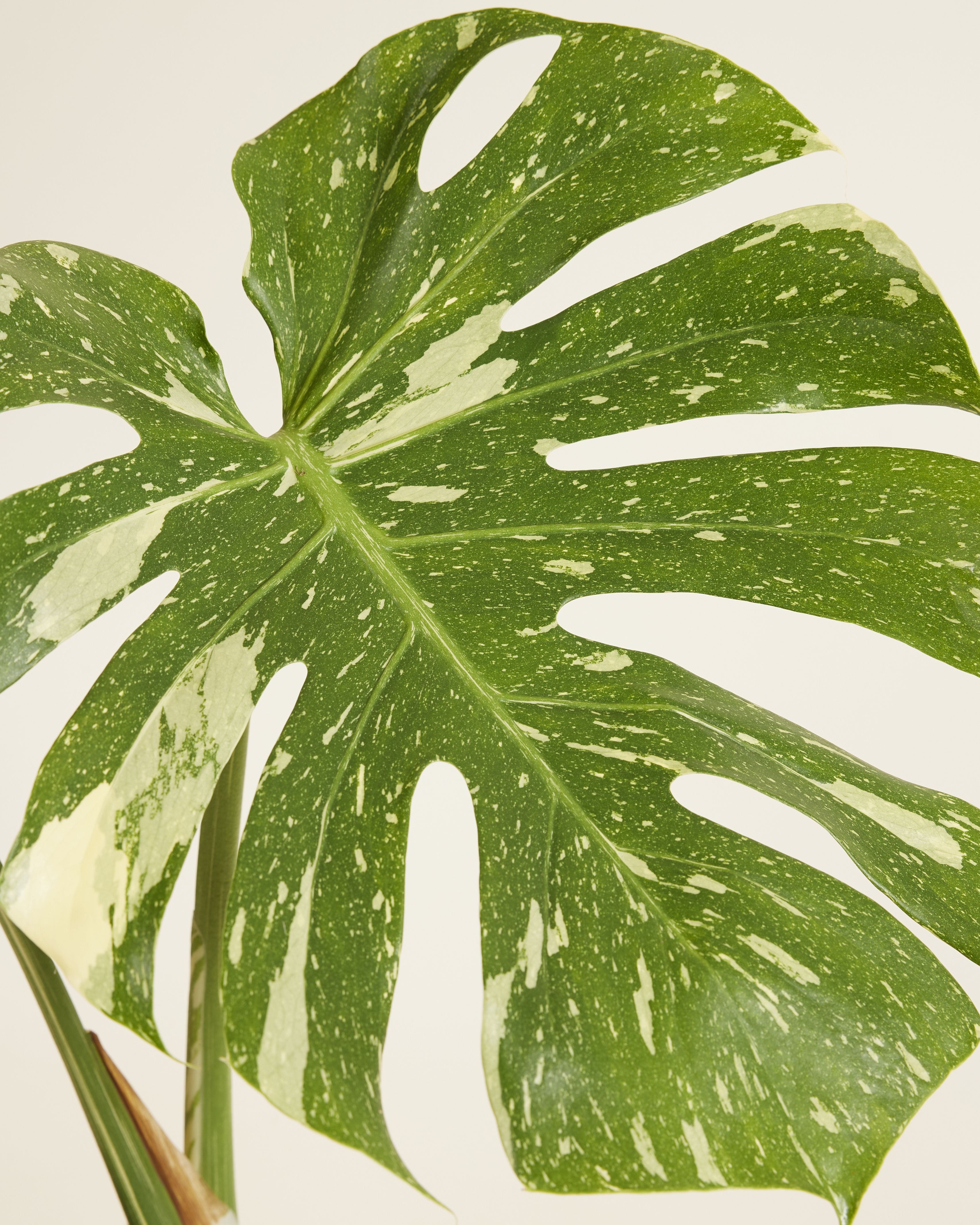 Monstera Thai Constellation