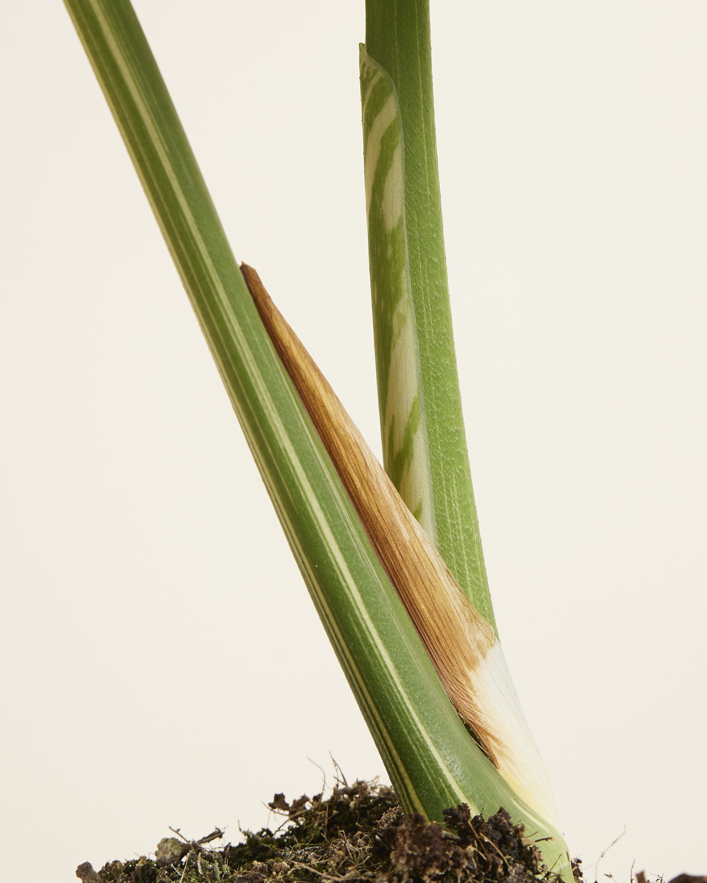 Monstera Thai Constellation