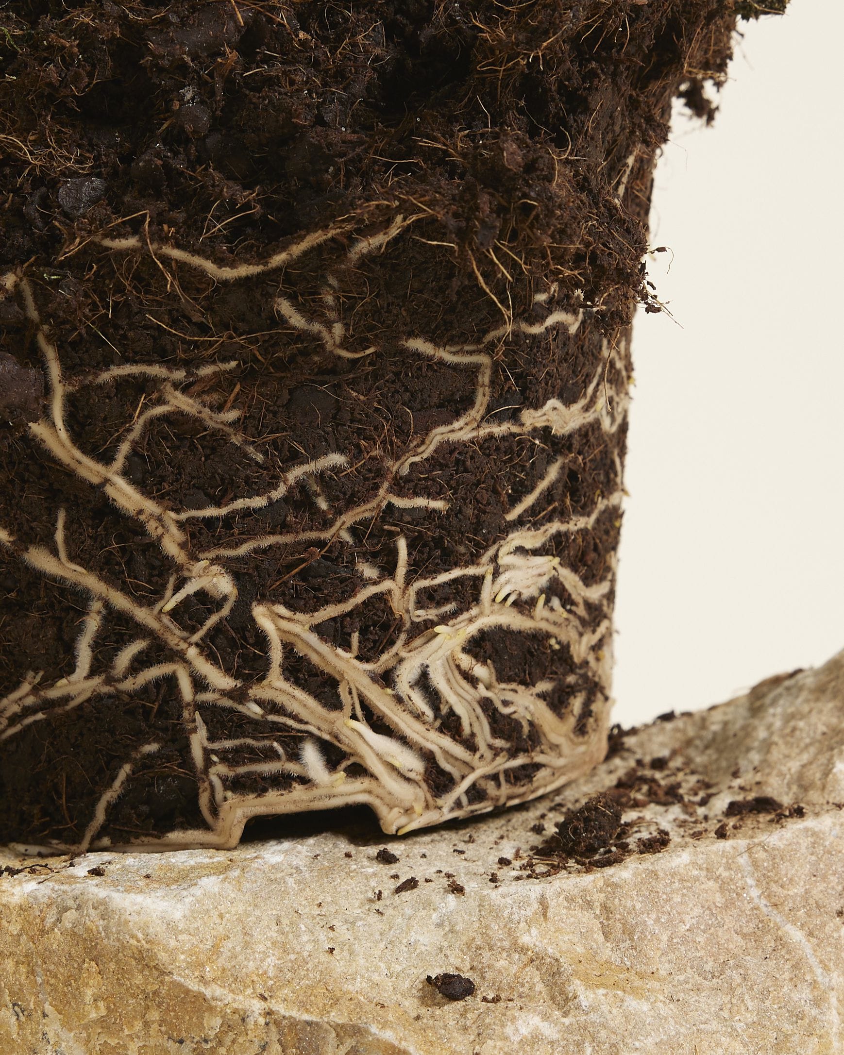 Monstera Thai Constellation