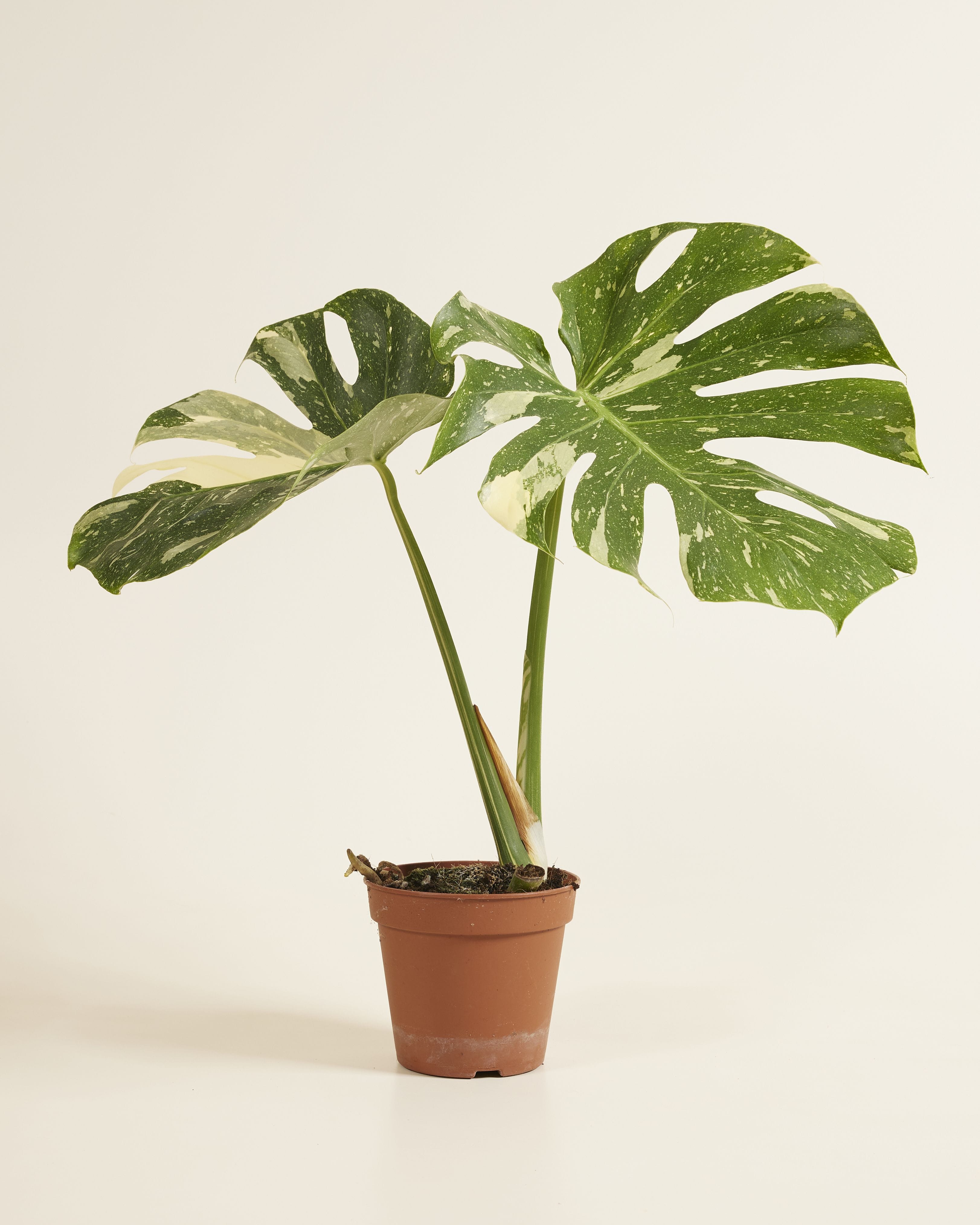 Monstera Thai Constellation