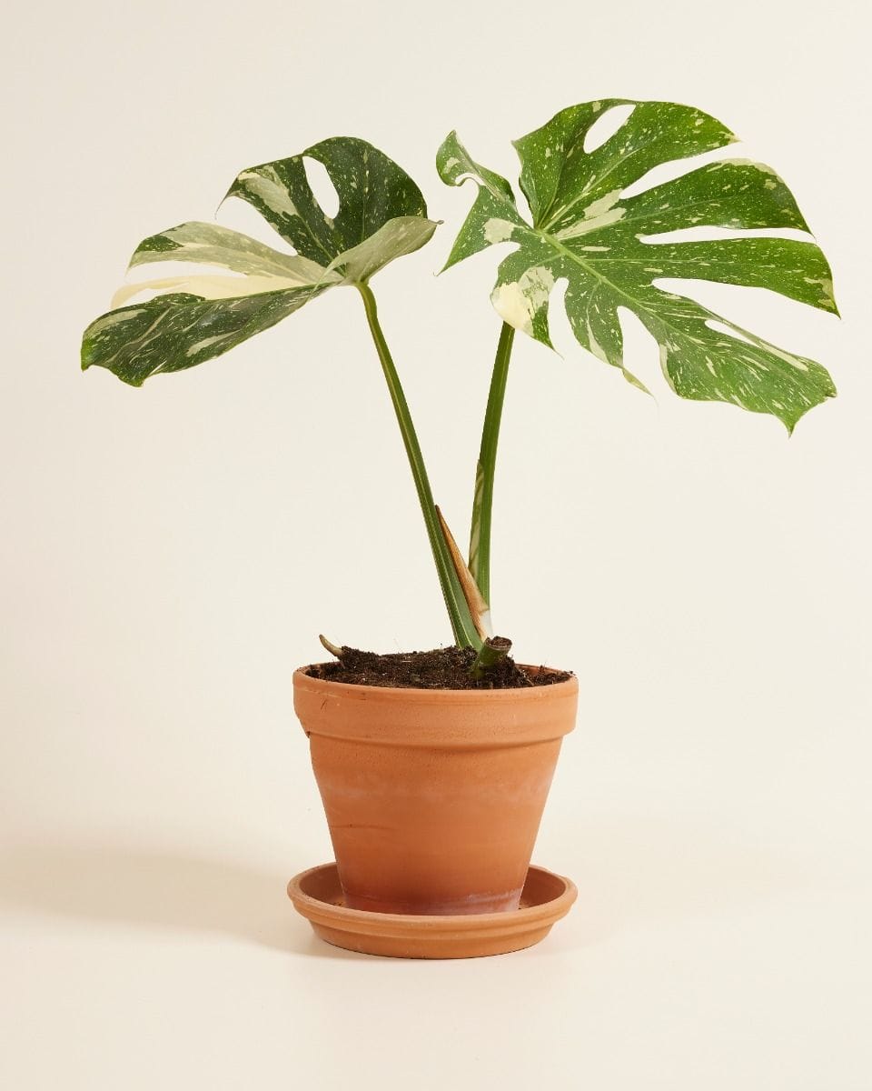 Monstera Thai Constellation