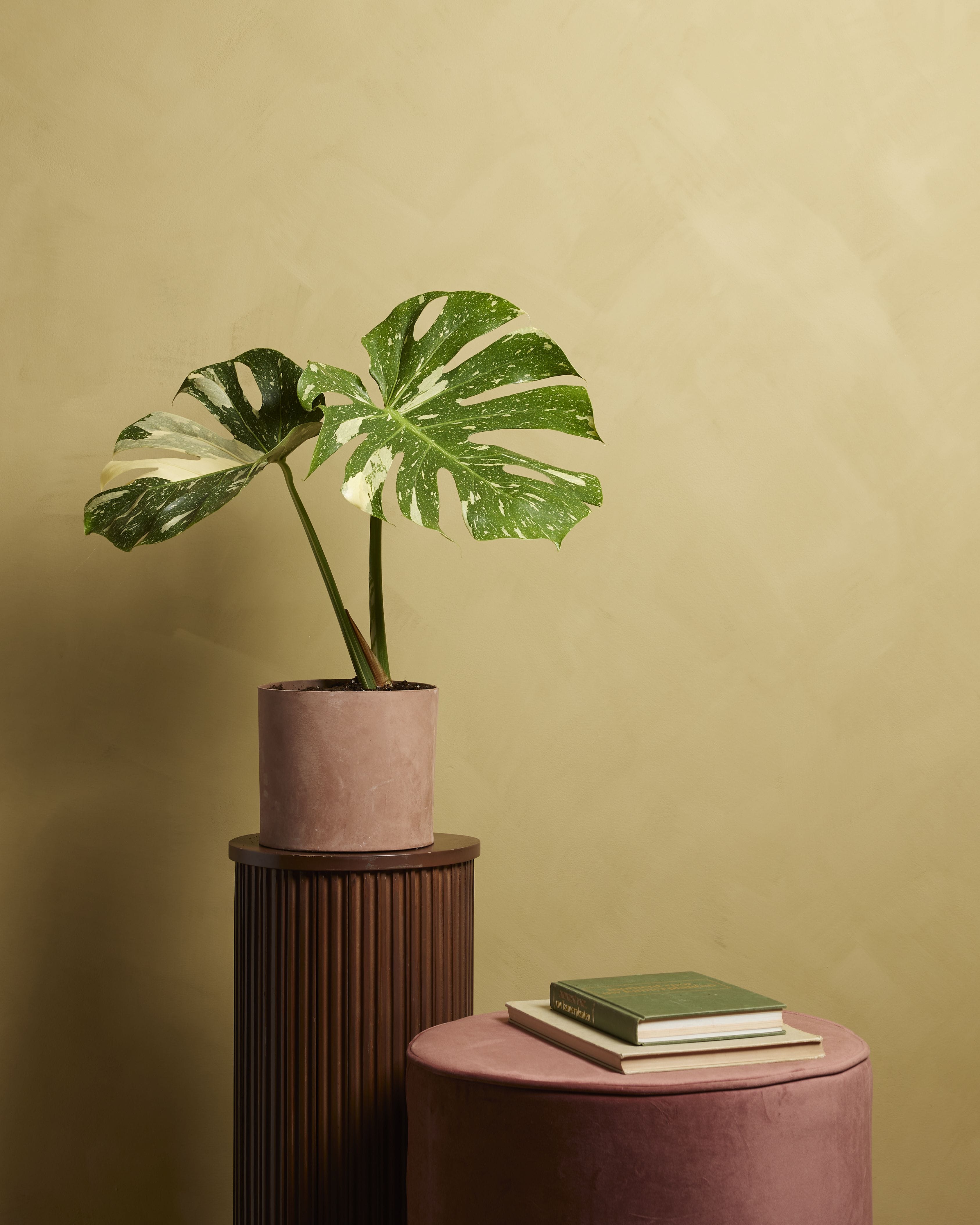 Monstera Thai Constellation