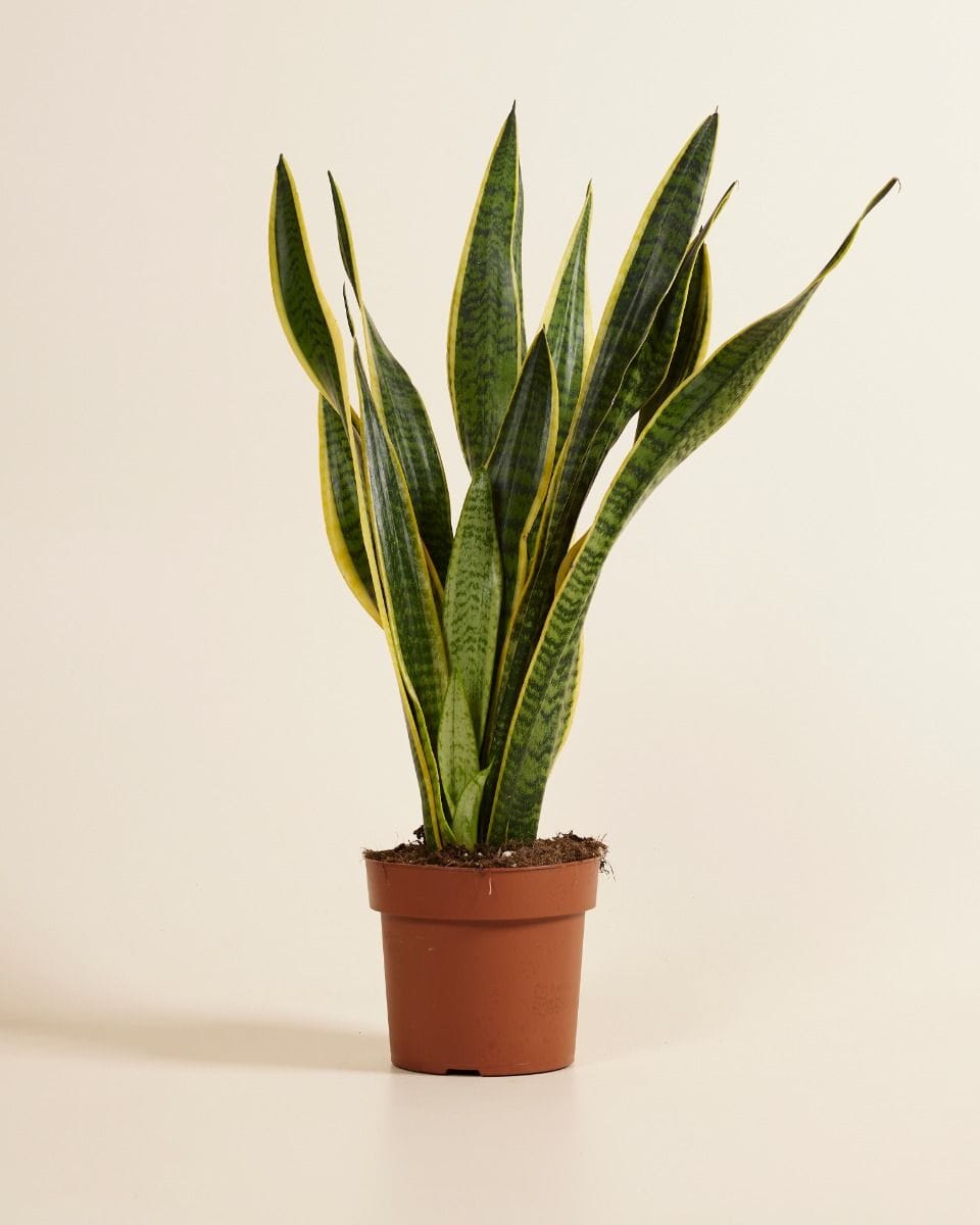 Sansevieria Laurentie Snake plant