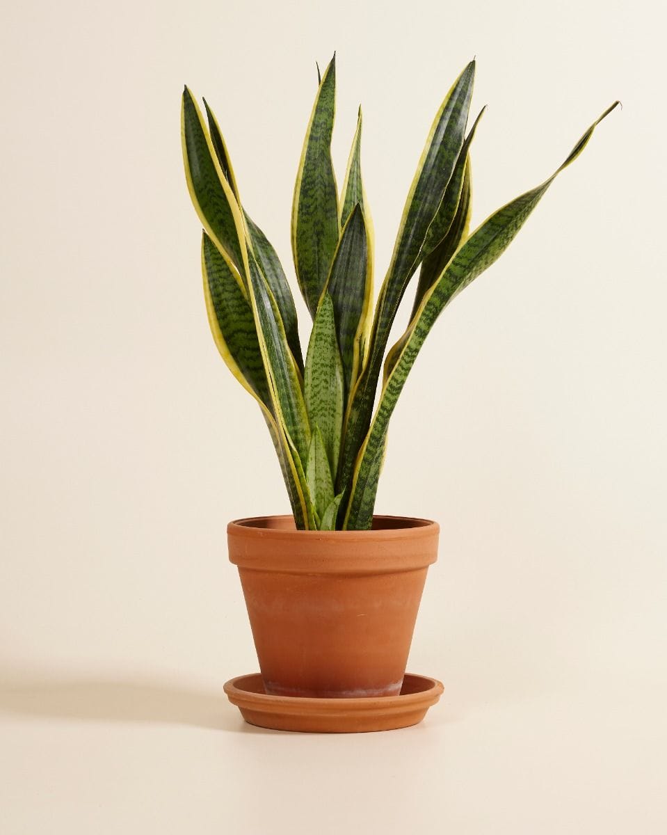 Sansevieria Laurentie Snake plant