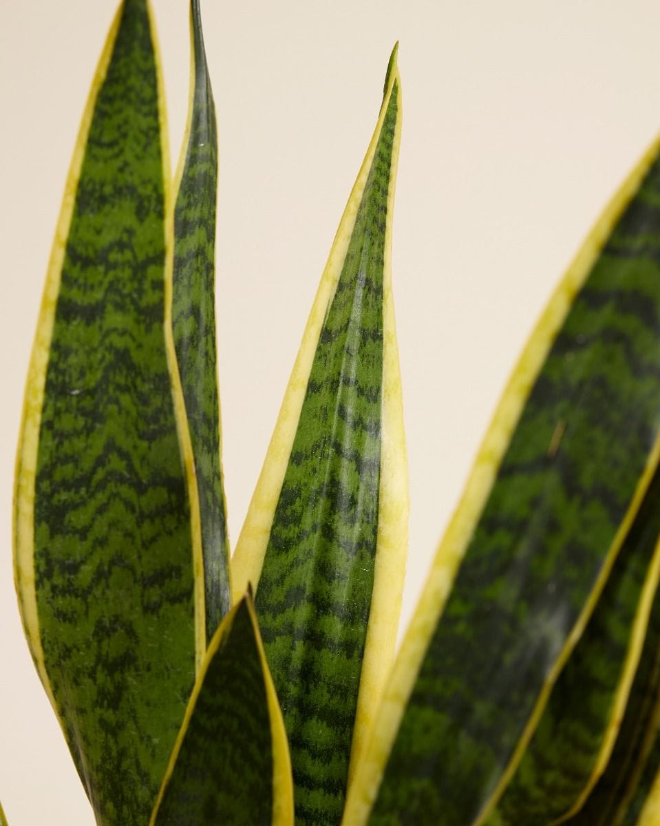 Sansevieria Laurentie Snake plant