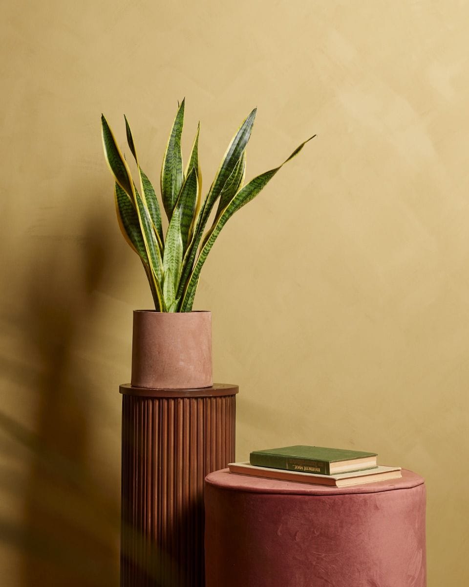 Sansevieria Laurentie Snake plant