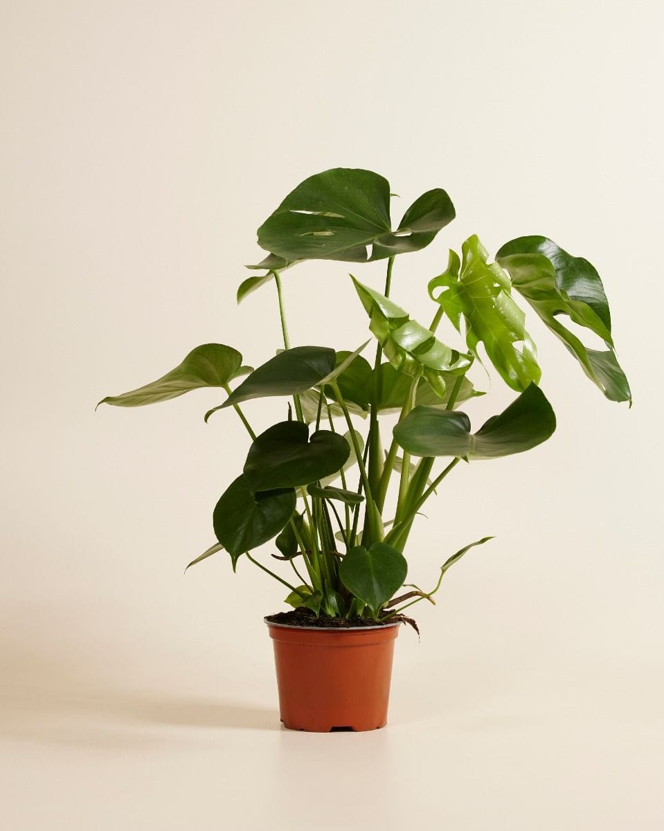 Monstera Deliciosa Split leaf philodendron Swiss Cheese Plant