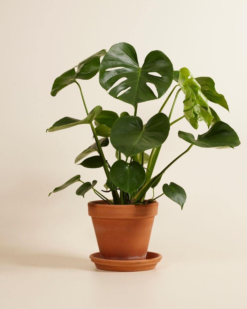 Monstera Deliciosa Split leaf philodendron Swiss Cheese Plant
