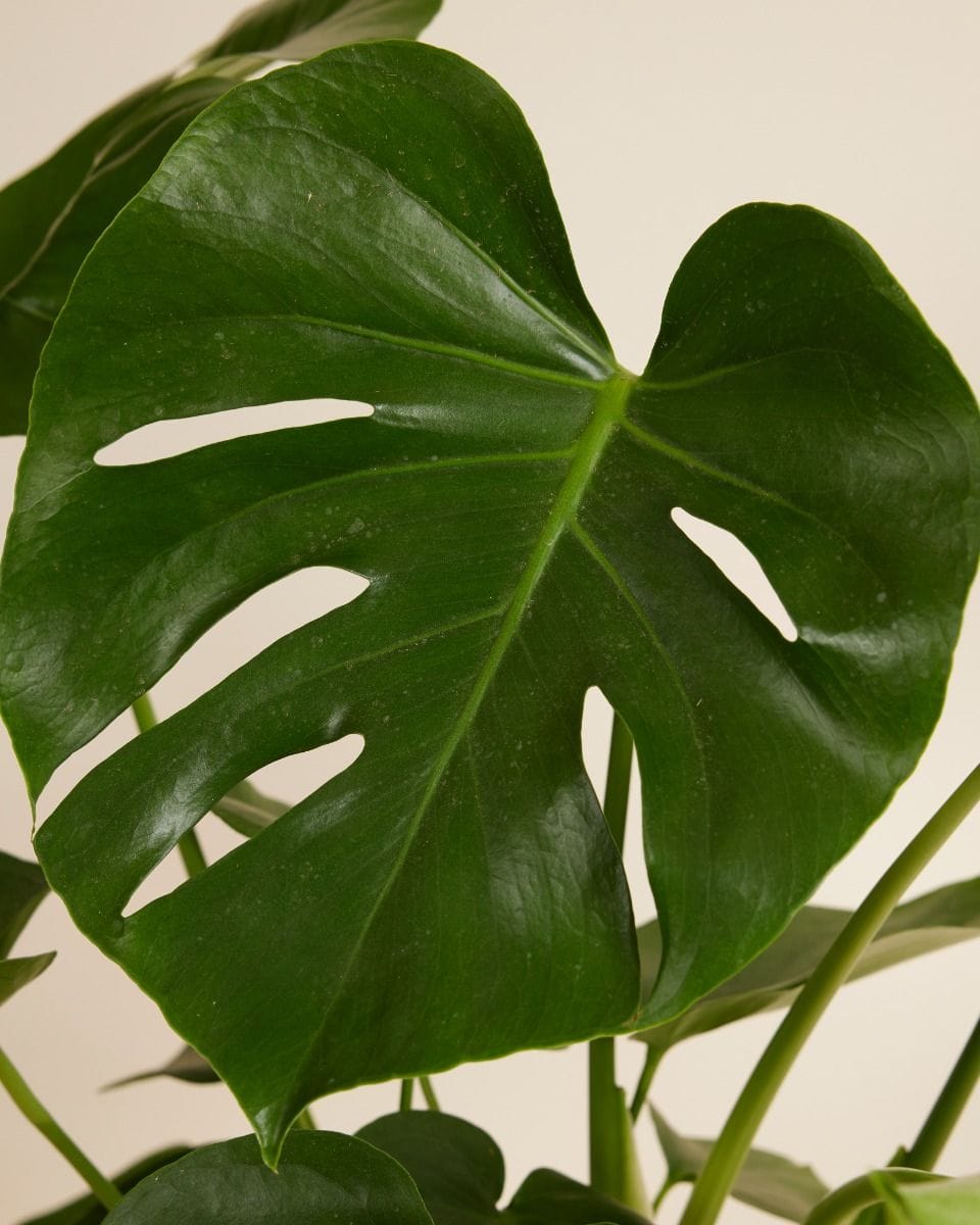 Monstera Deliciosa Split leaf philodendron Swiss Cheese Plant