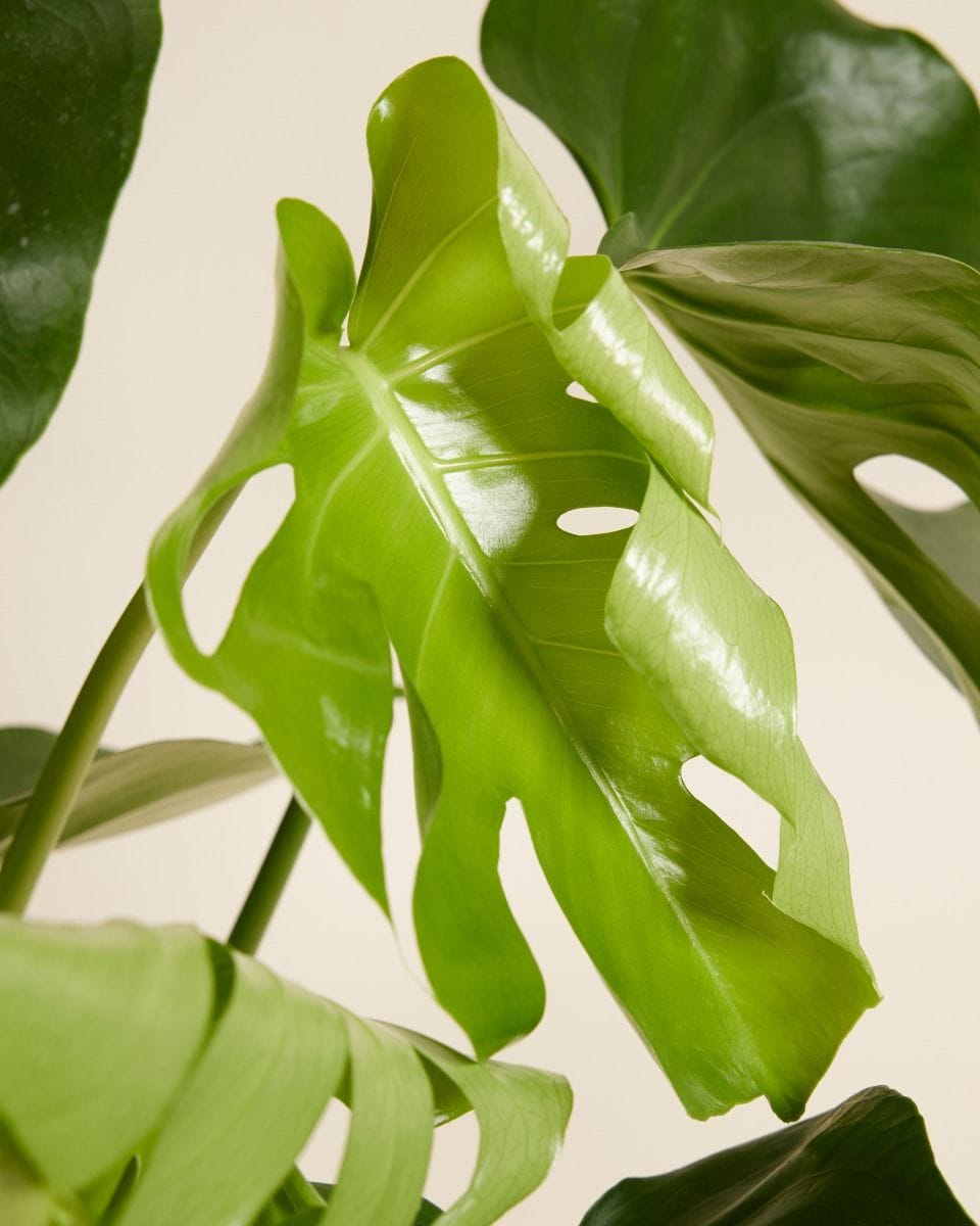Monstera Deliciosa Split leaf philodendron Swiss Cheese Plant