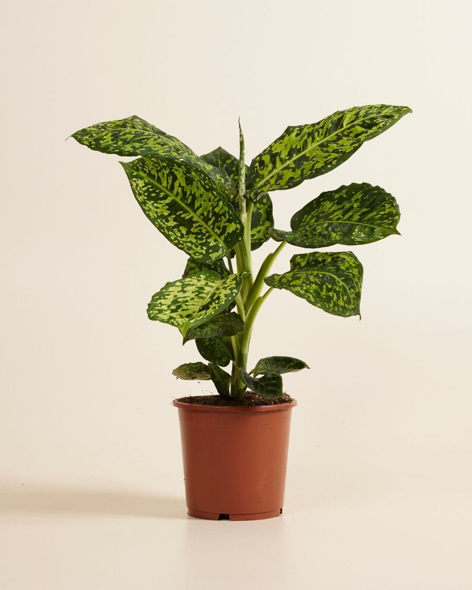 Dieffenbachia Dump Cane Reflector