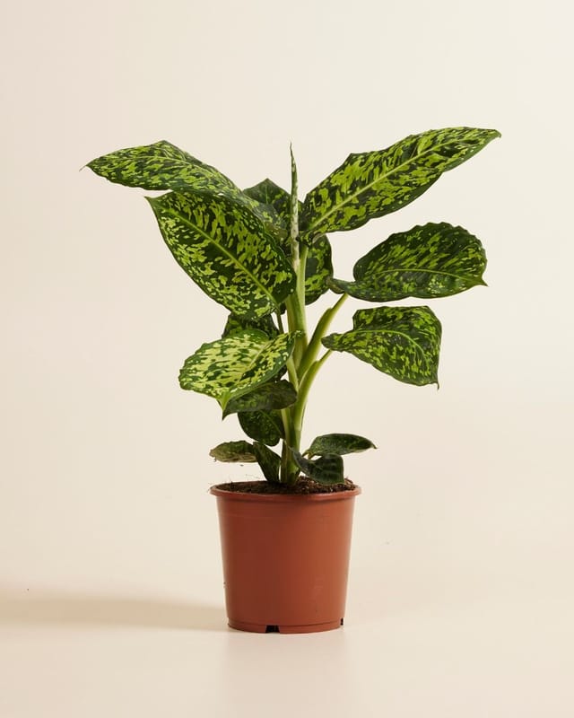 12 mooiste Dieffenbachia soorten op een rijtje 5 Dieffenbachia Reflector