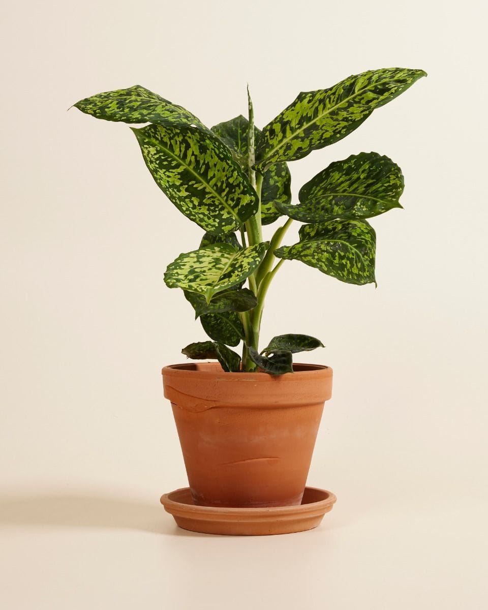 Dieffenbachia Dump Cane Reflector