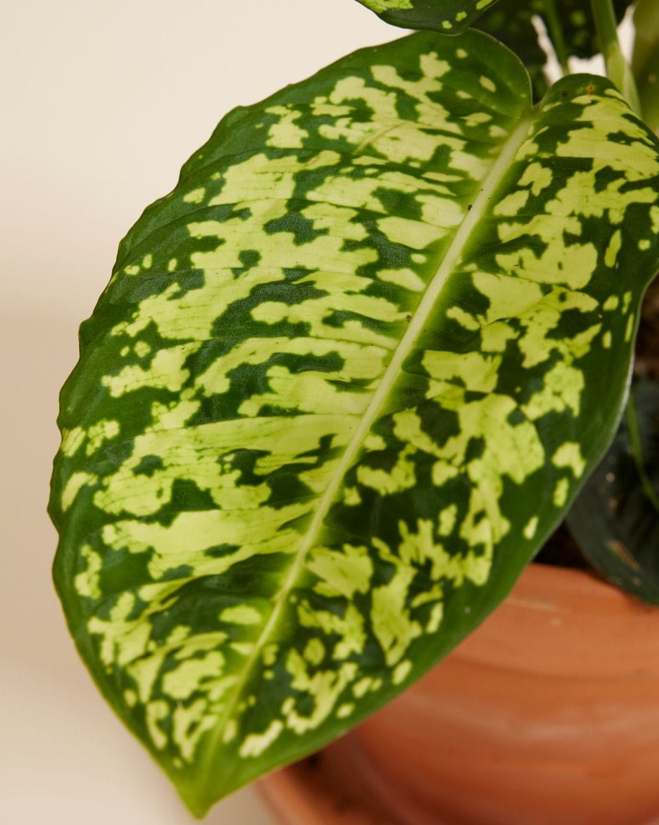 Dieffenbachia Dump Cane Reflector