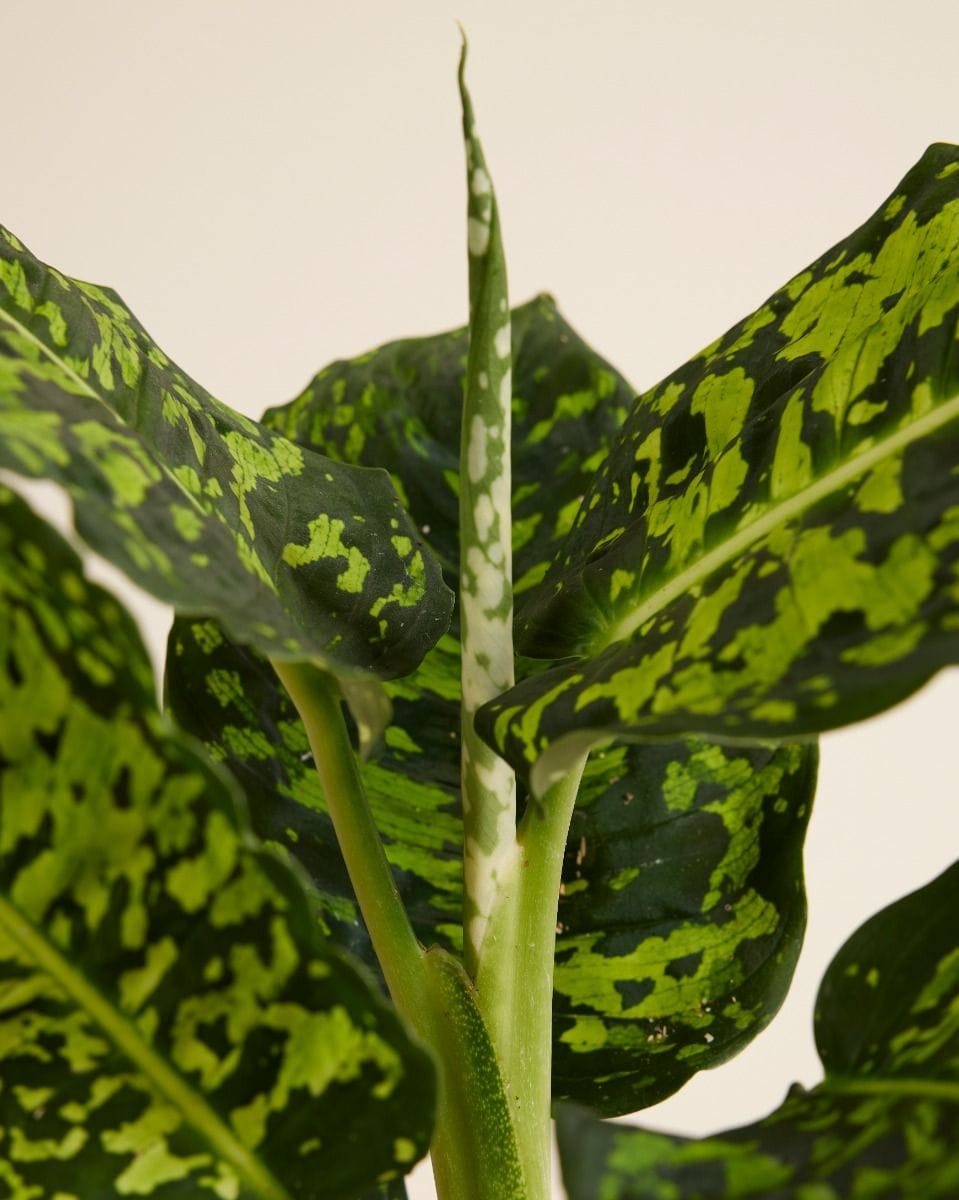 Dieffenbachia Dump Cane Reflector