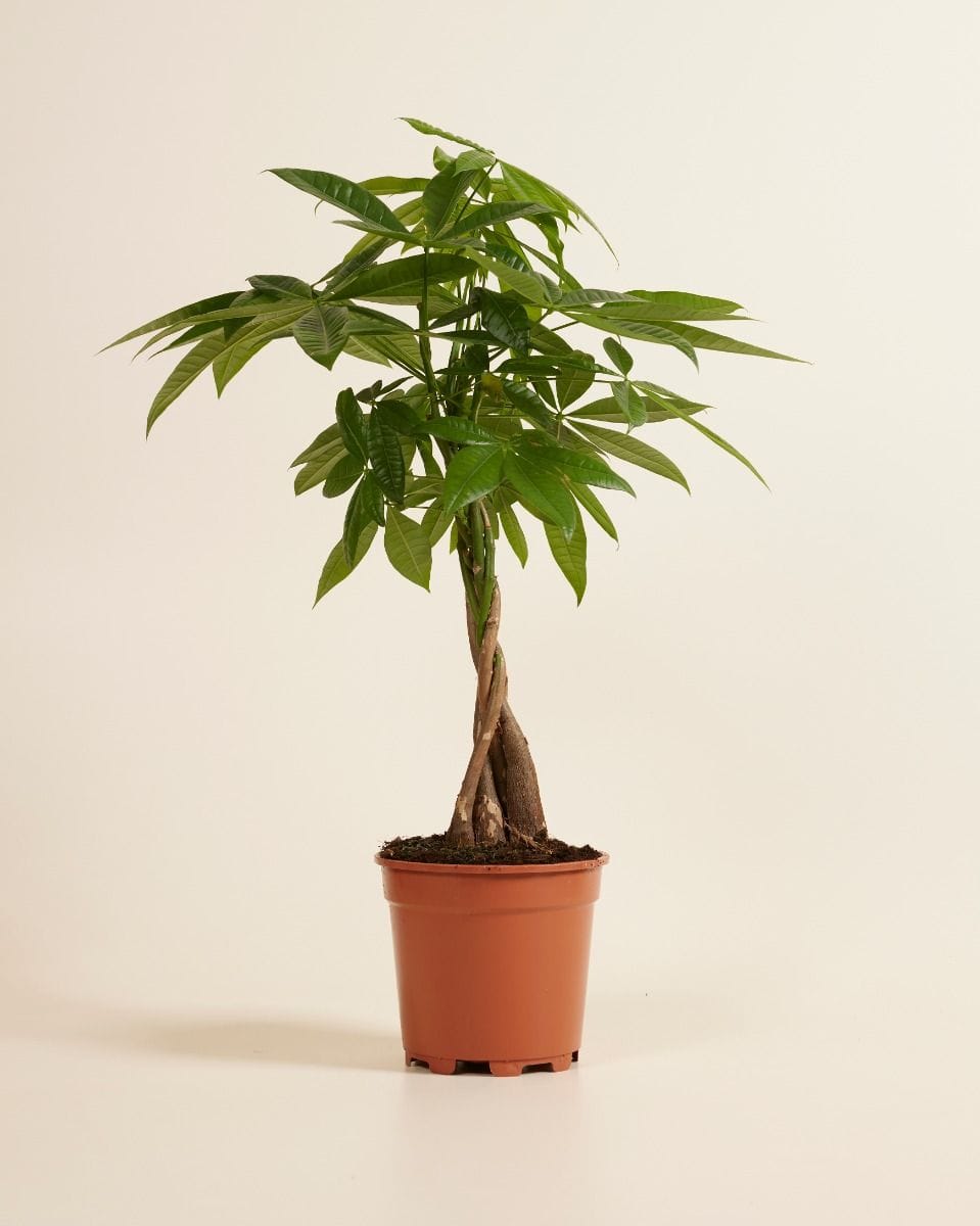 Pachira Money tree Aquatica