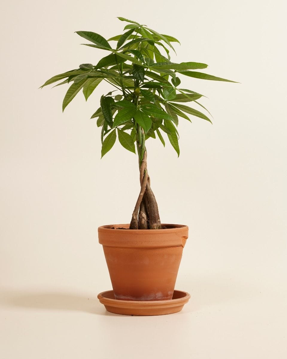 Pachira Money tree Aquatica