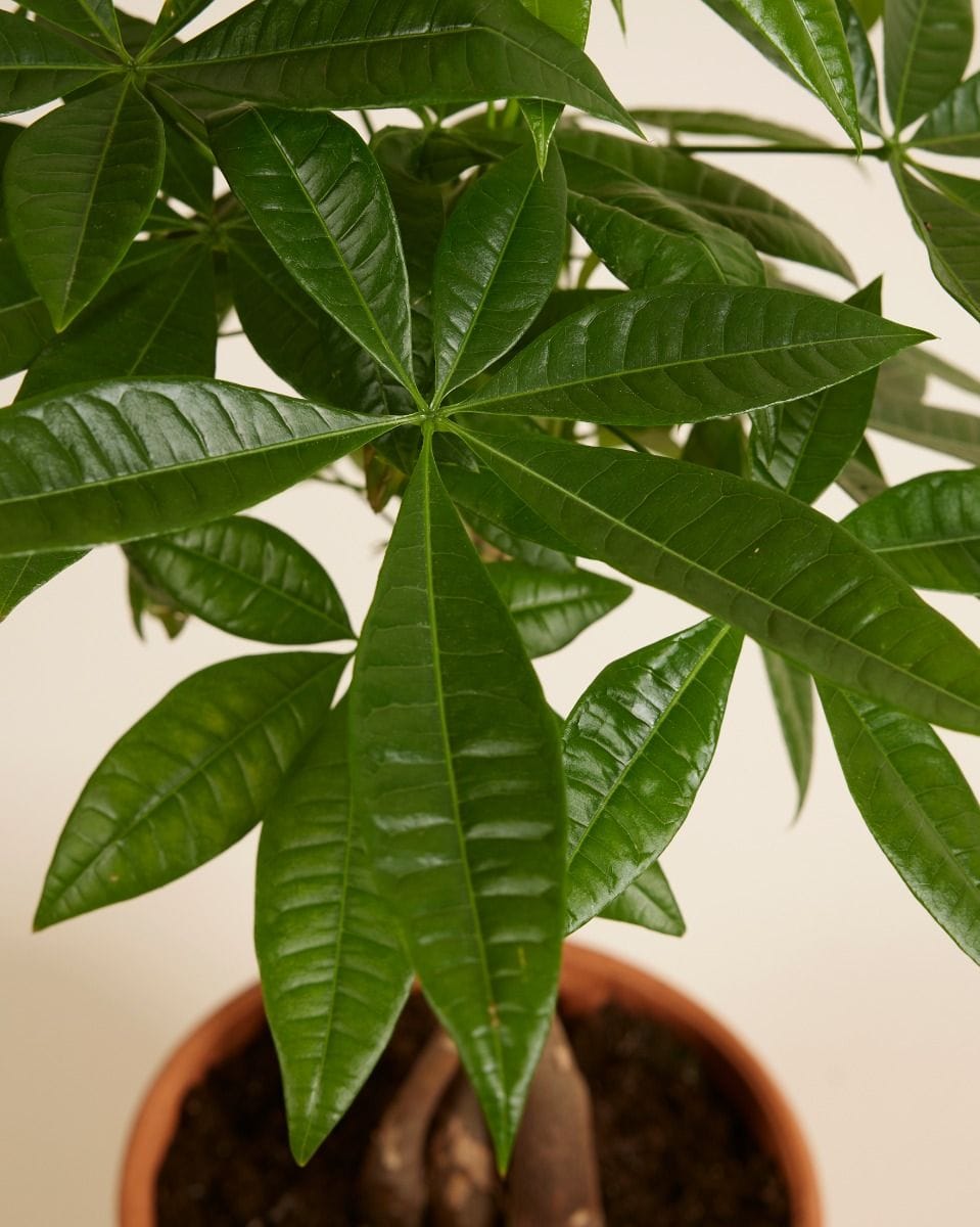 Pachira Money tree Aquatica