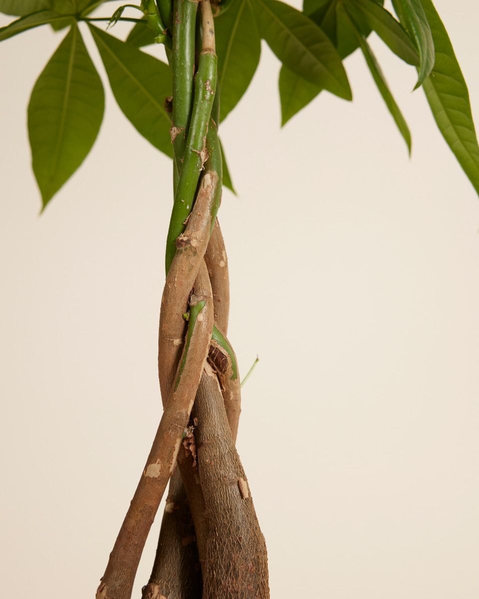 Pachira Money tree Aquatica