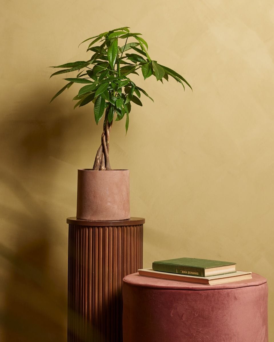 Pachira Money tree Aquatica