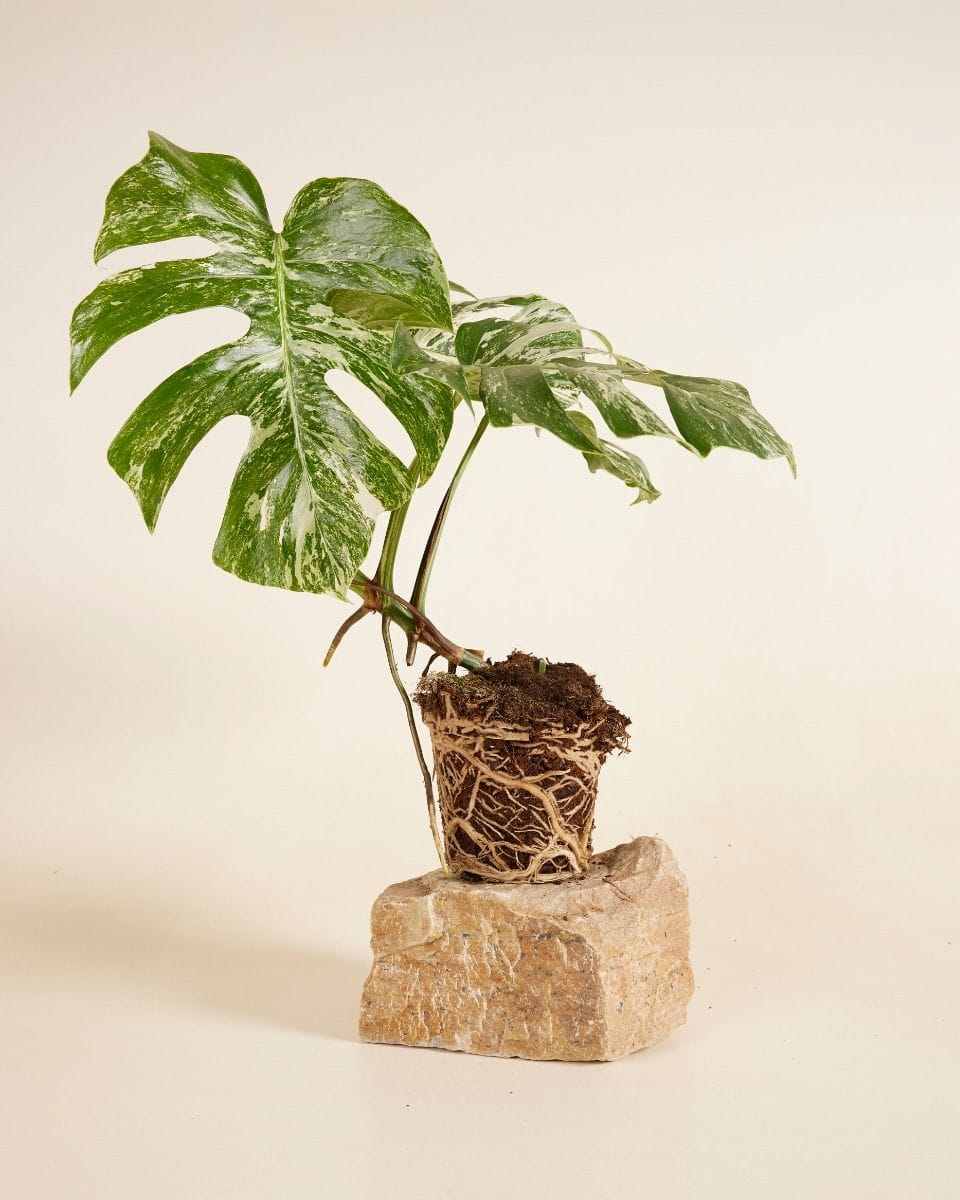 Monstera Deliciosa Variegated