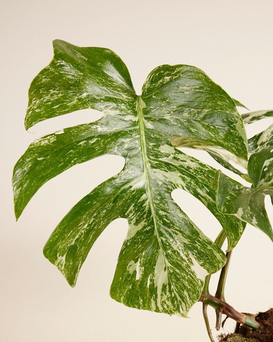Monstera Deliciosa Variegated