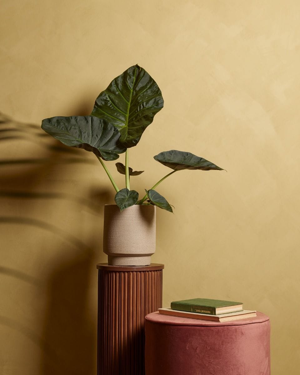 Alocasia Elephant Ear Regal Shield