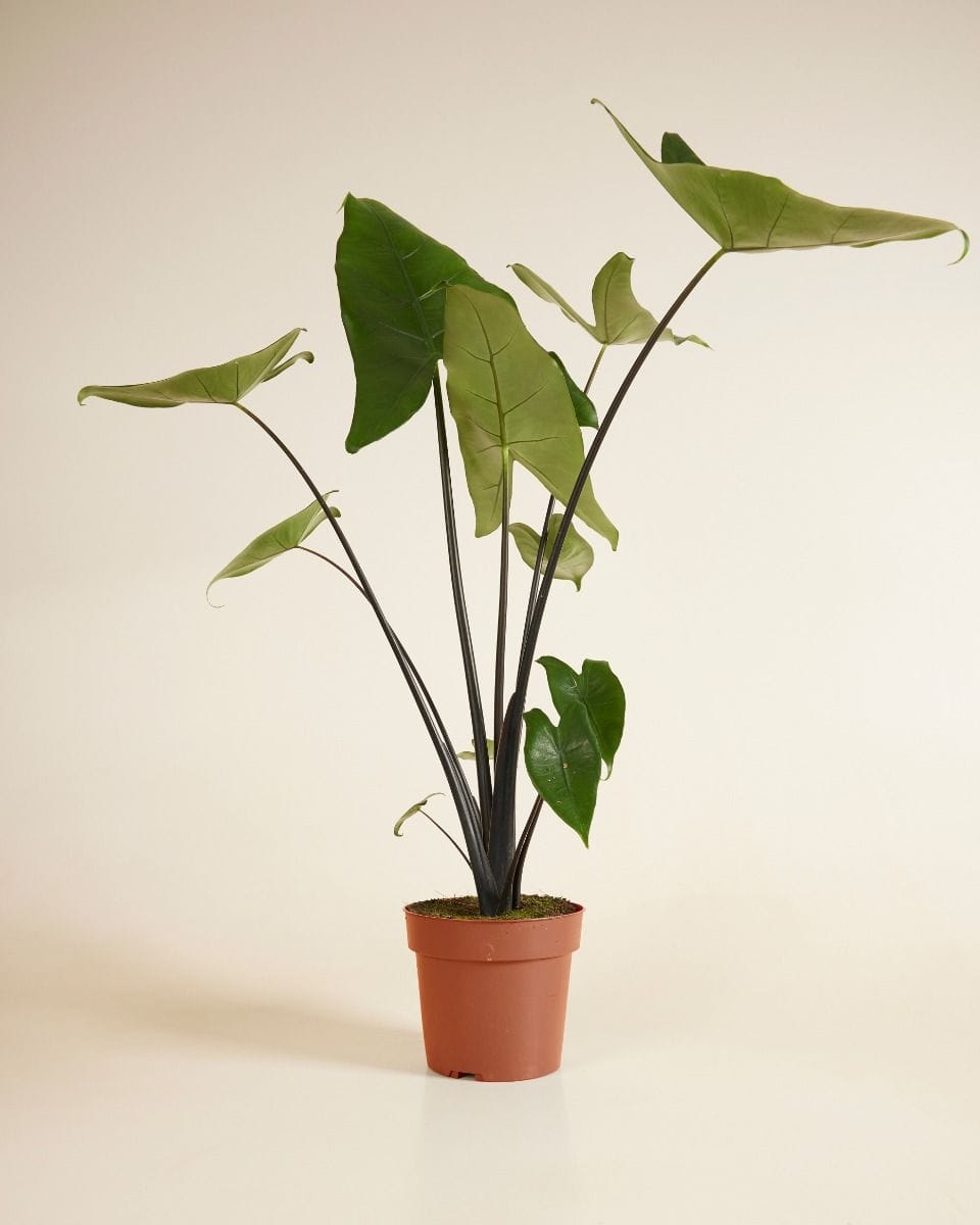 Alocasia Elephant Ears Black Zebrina