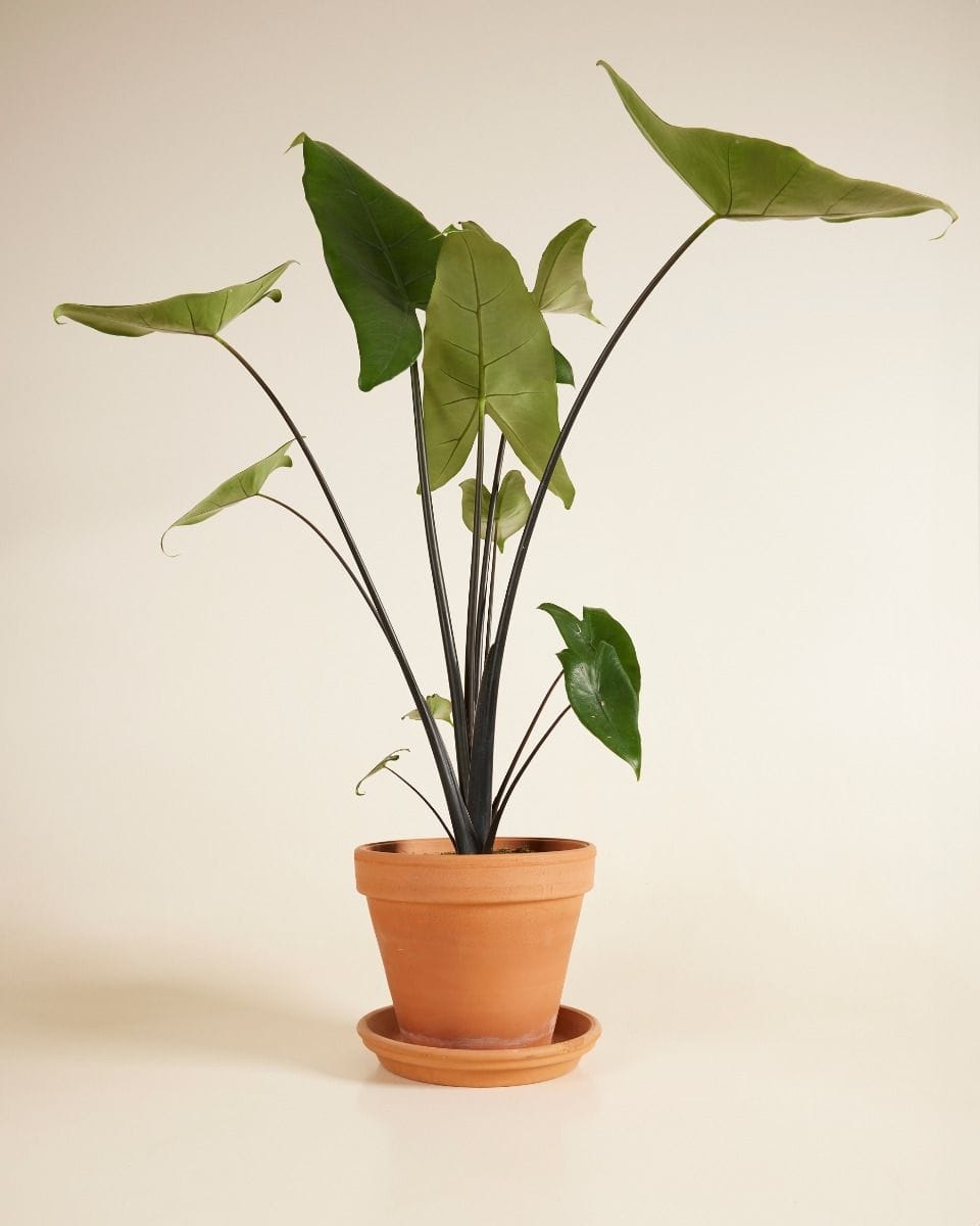Alocasia Elephant Ears Black Zebrina