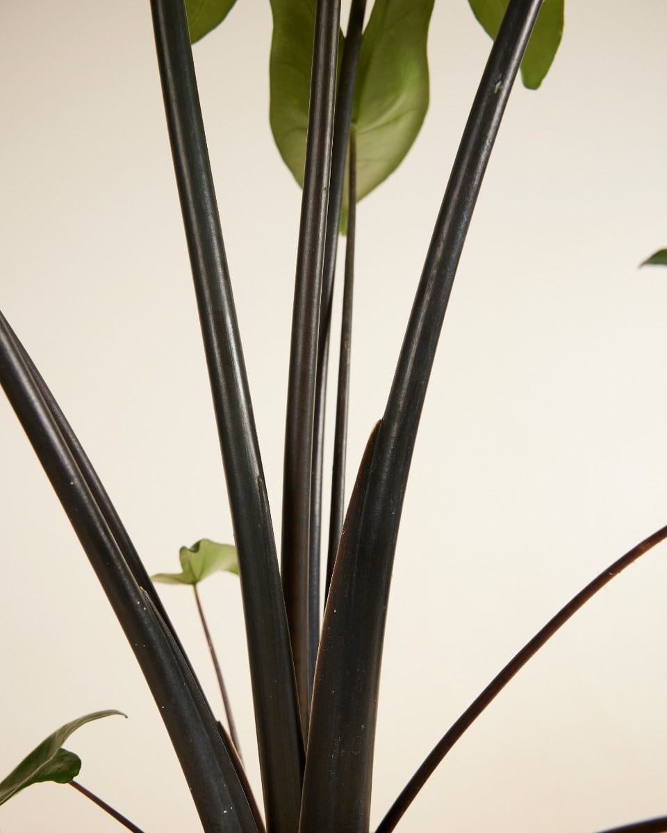 Alocasia Elephant Ears Black Zebrina