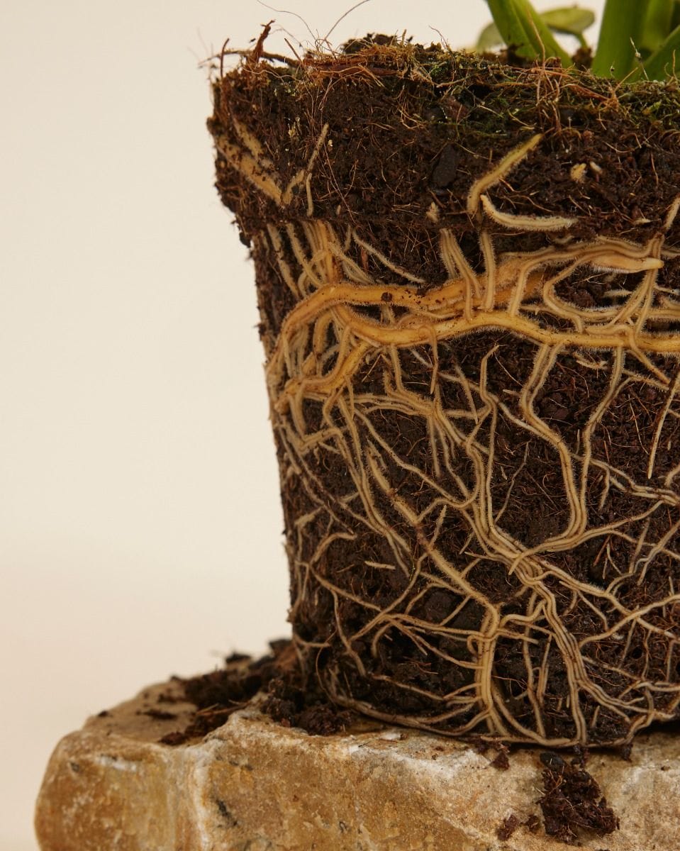 Philodendron Jose Buono