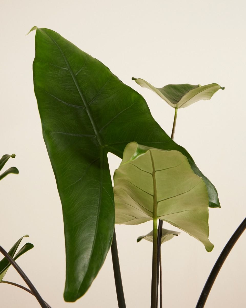 Alocasia Elephant Ears Black Zebrina