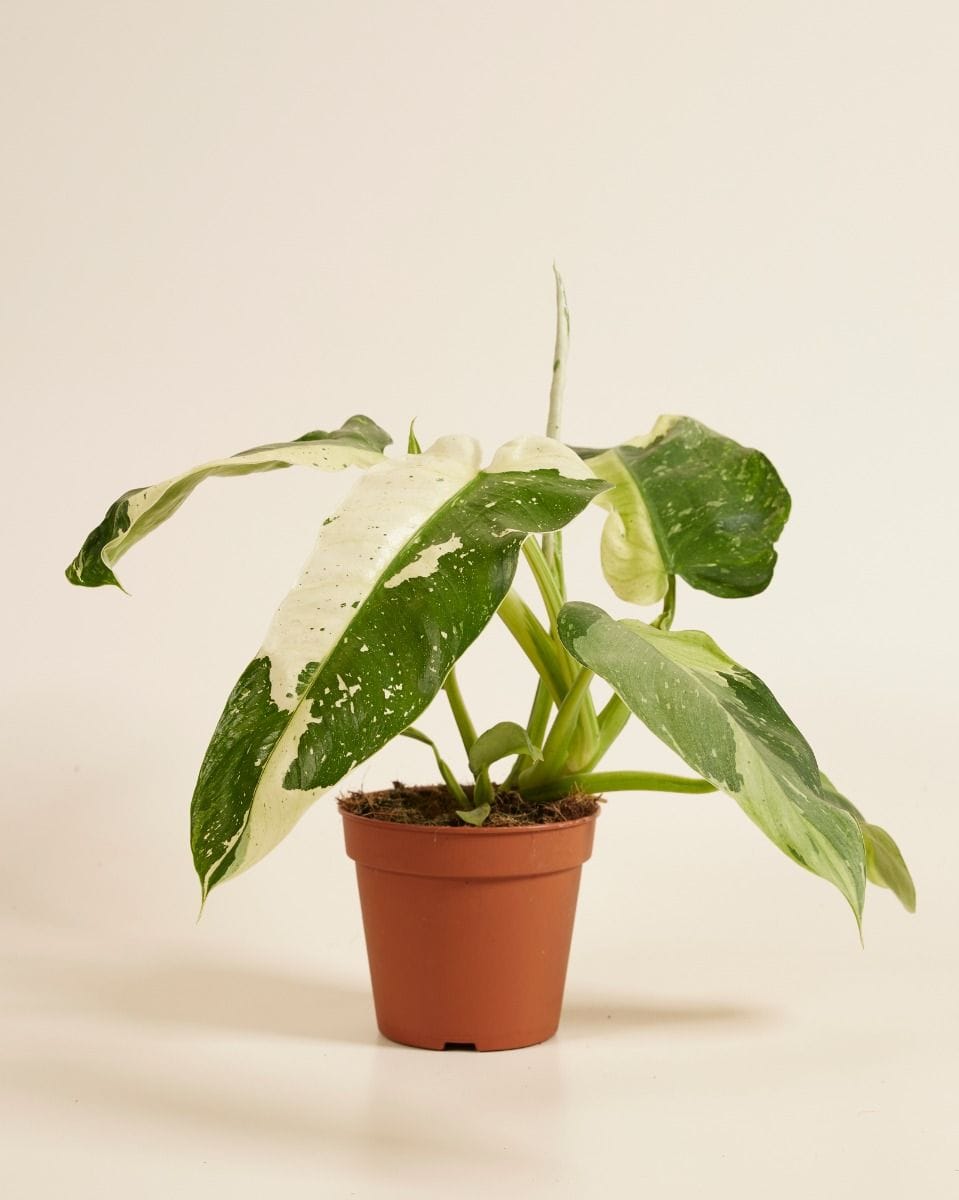 Philodendron Jose Buono