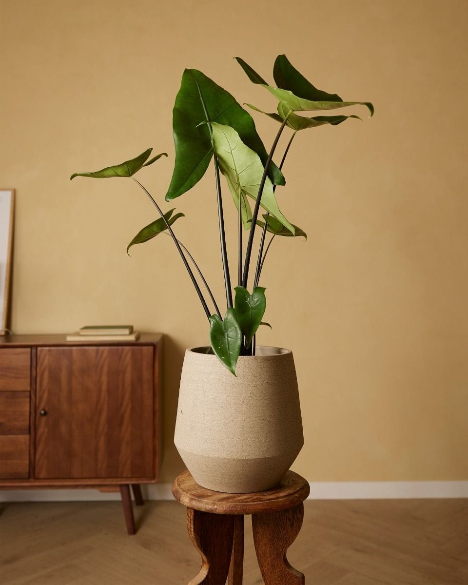 Alocasia Elephant Ears Black Zebrina