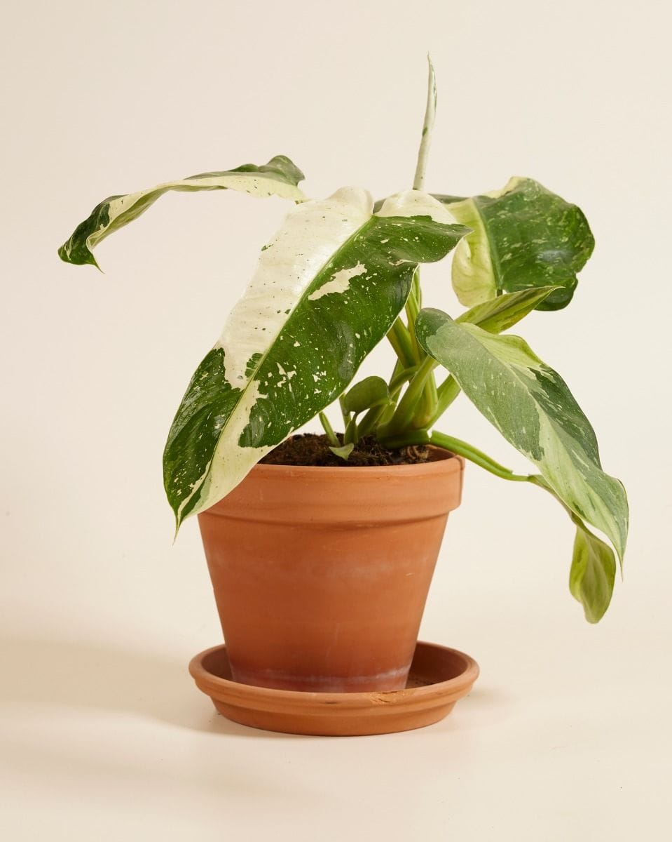 Philodendron Jose Buono