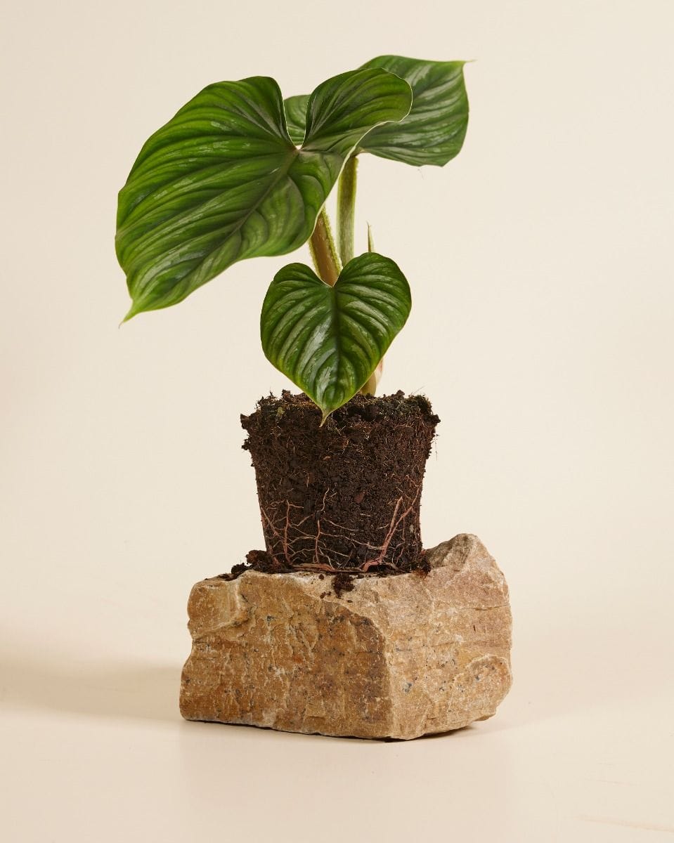 Philodendron Plowmanii