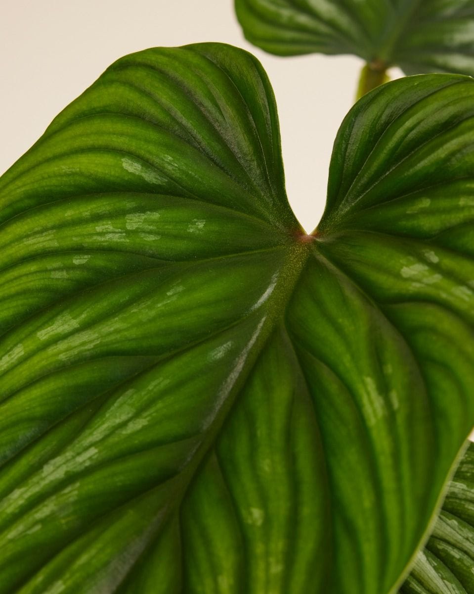 Philodendron Plowmanii