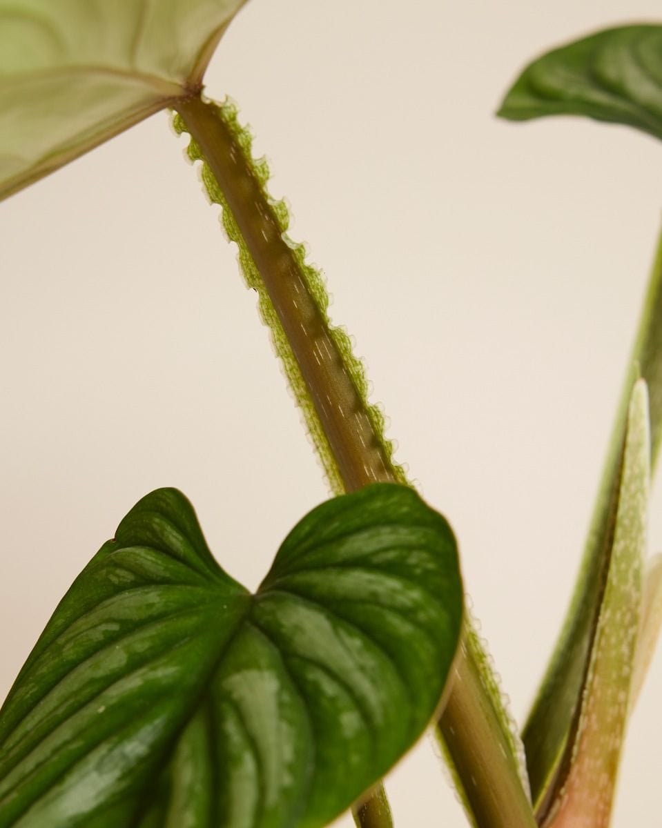 Philodendron Plowmanii