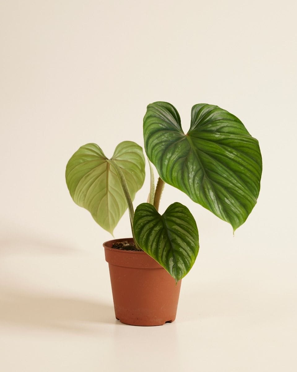 Philodendron Plowmanii