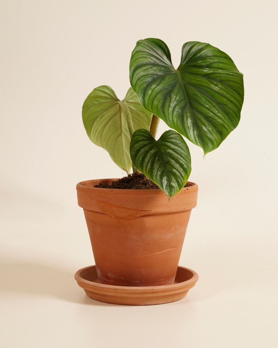 Philodendron Plowmanii