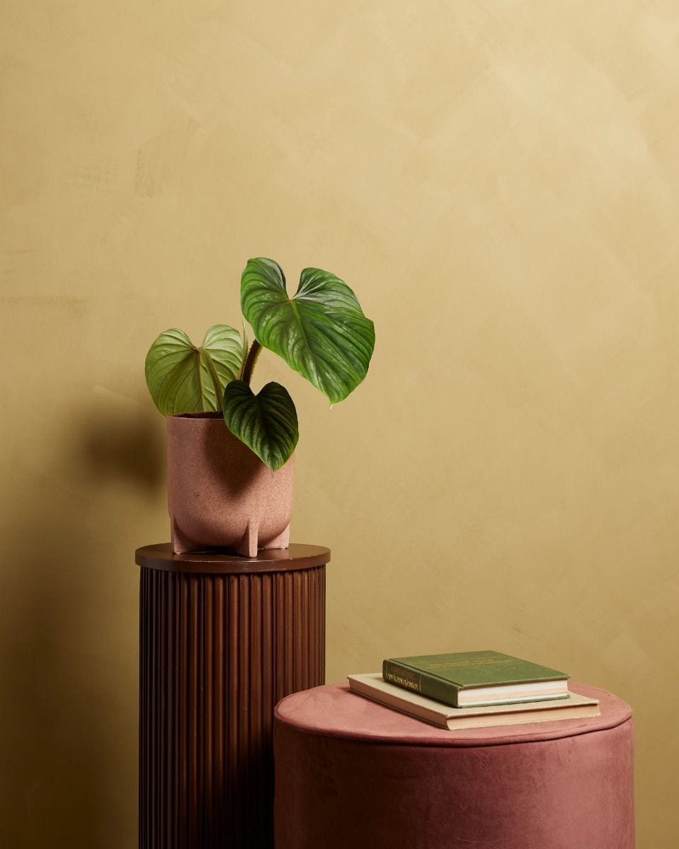 Philodendron Plowmanii