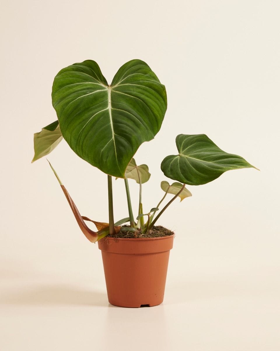Philodendron Gloriosum