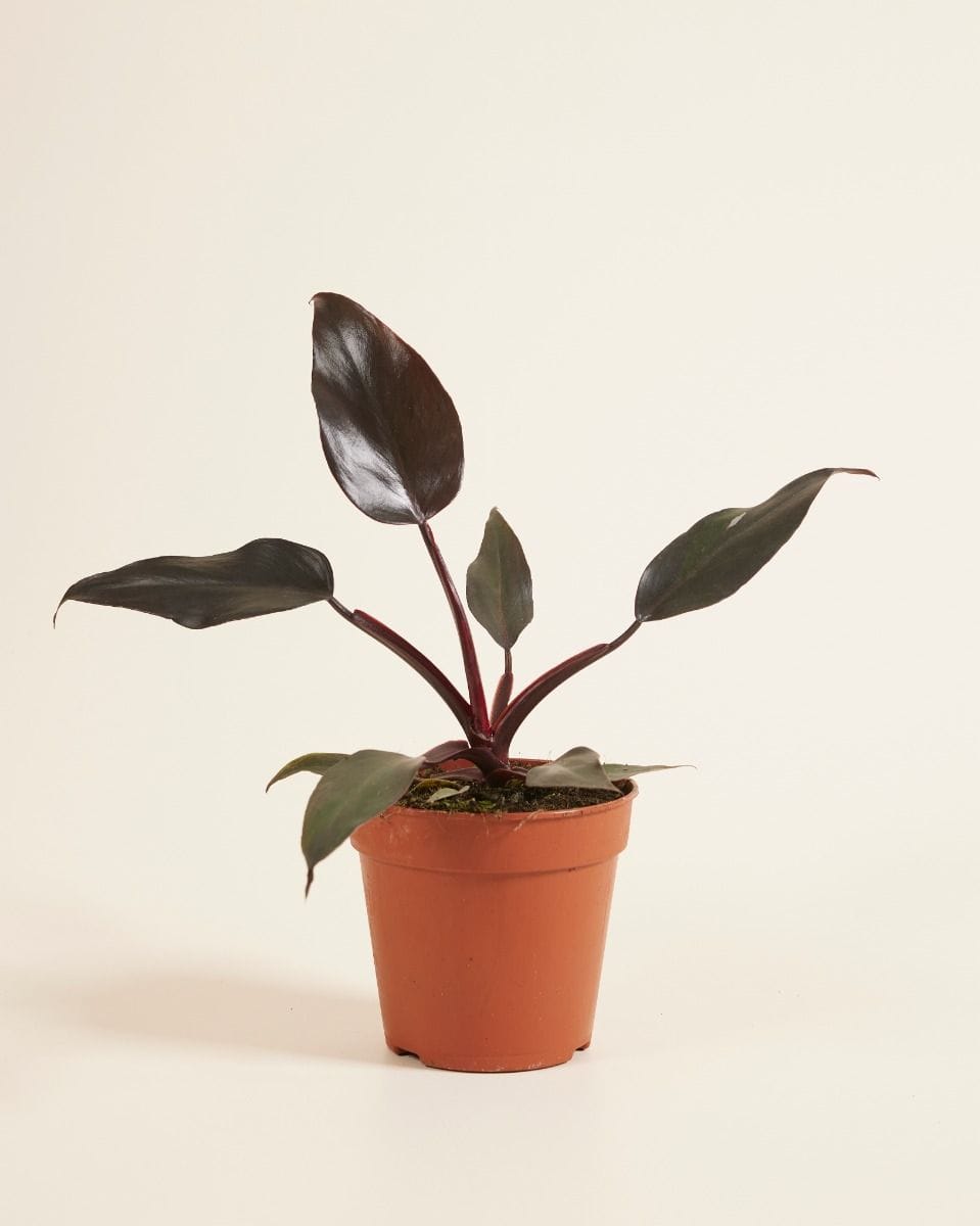 Philodendron Burgundy Princess