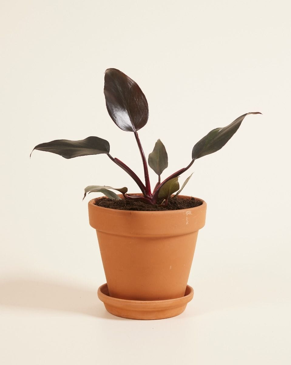 Philodendron Burgundy Princess