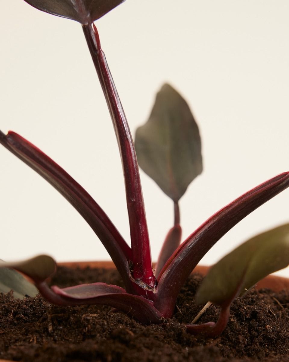 Philodendron Burgundy Princess