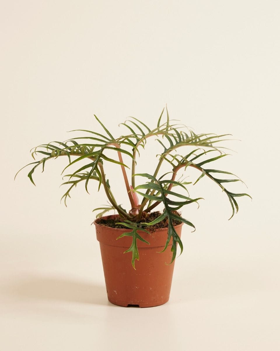 Philodendron Tortum