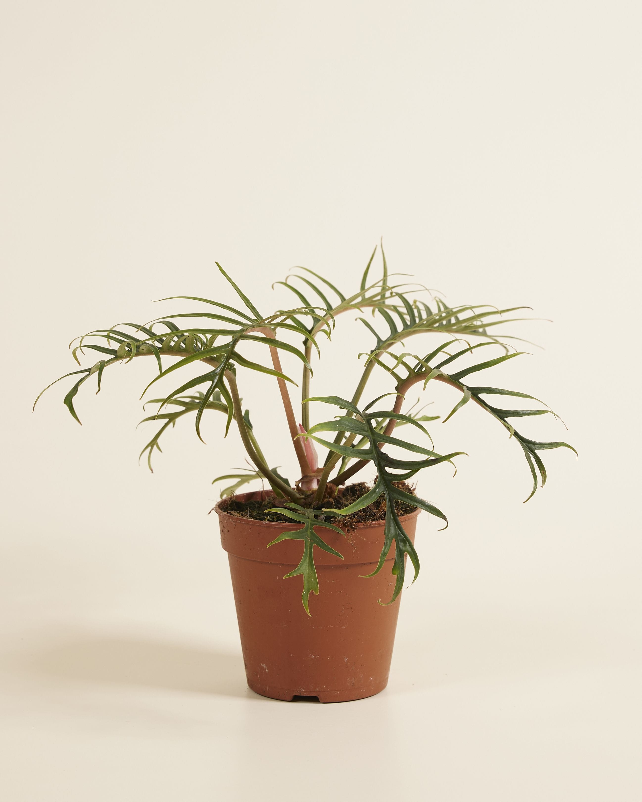 Philodendron Tortum
