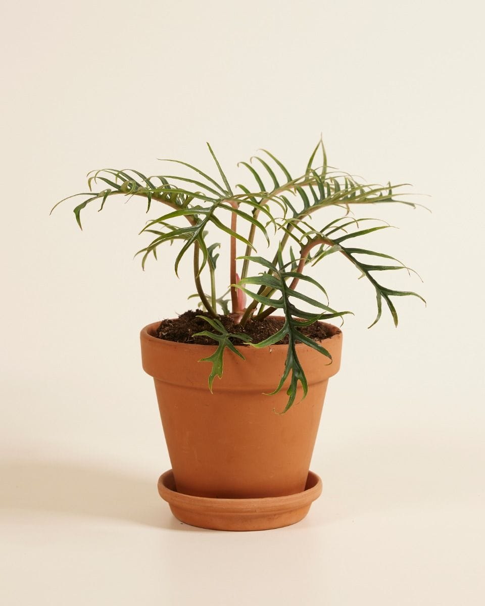 Philodendron Tortum
